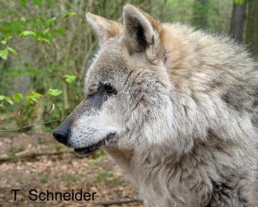 Indischer Wolf